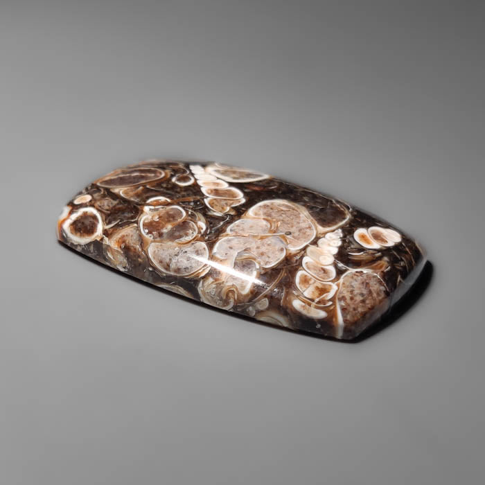 Turritella Jasper