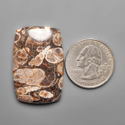Turritella Jasper