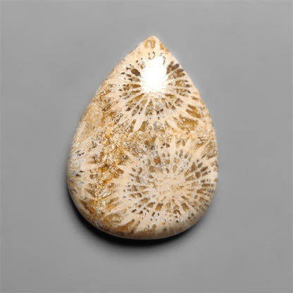 Fossil Coral