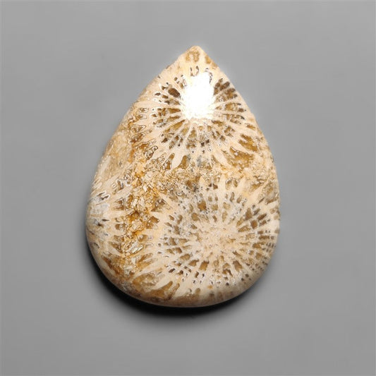 Fossil Coral