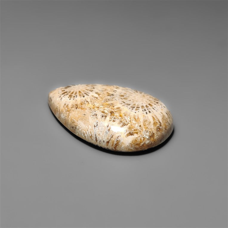 Fossil Coral
