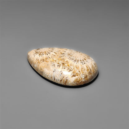 Fossil Coral