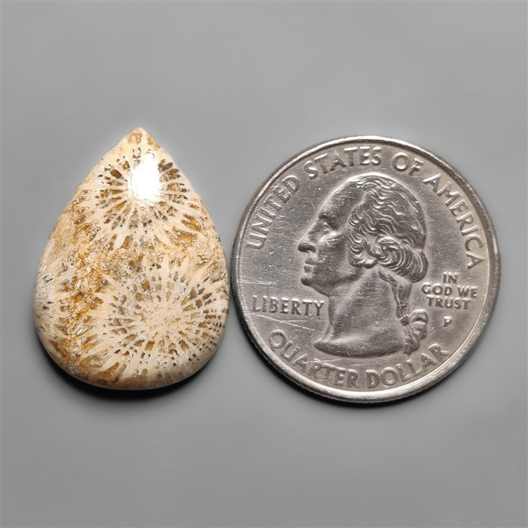 Fossil Coral