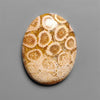 Fossil Coral