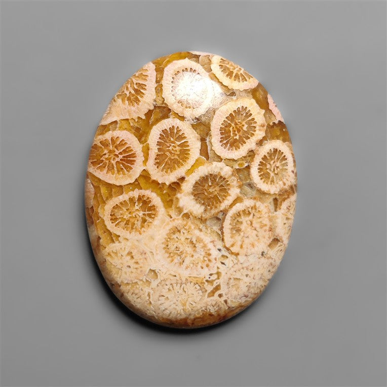 Fossil Coral