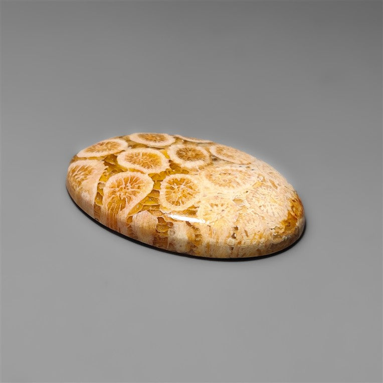 Fossil Coral
