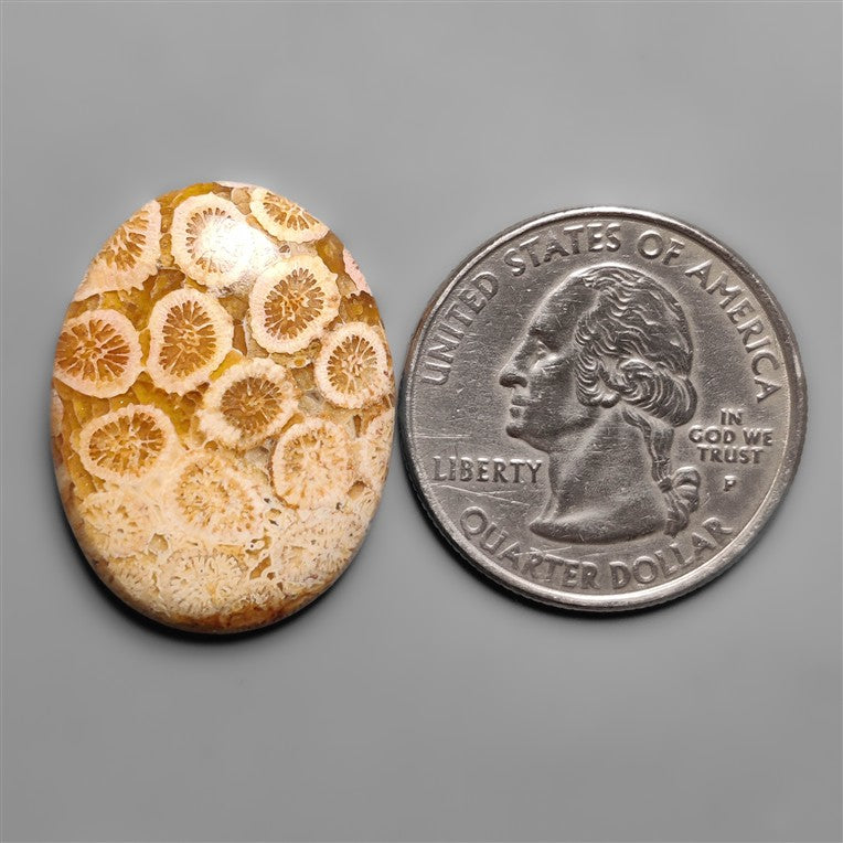 Fossil Coral