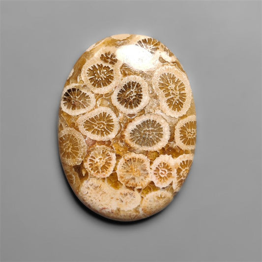 Fossil Coral