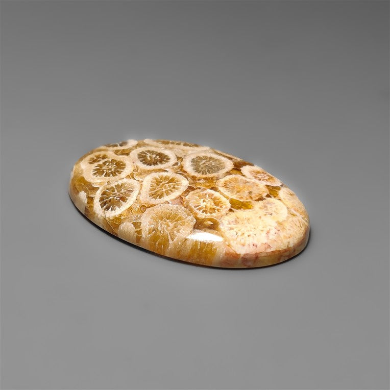 Fossil Coral