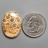 Fossil Coral
