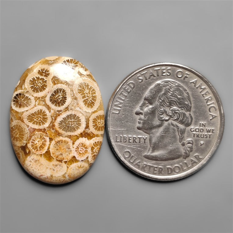 Fossil Coral
