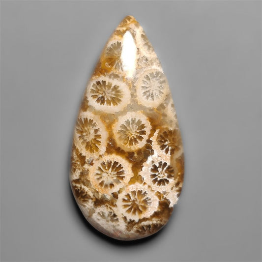 Fossil Coral