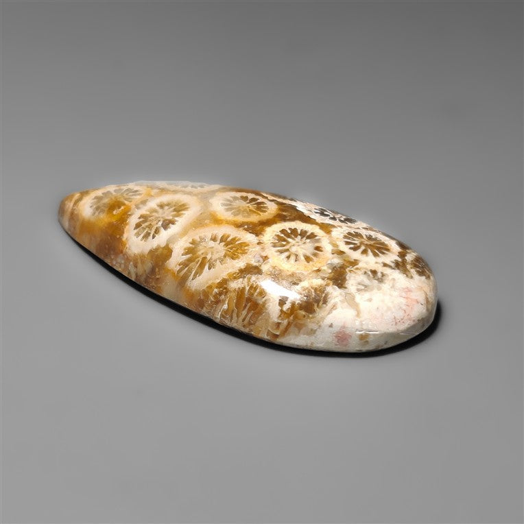 Fossil Coral