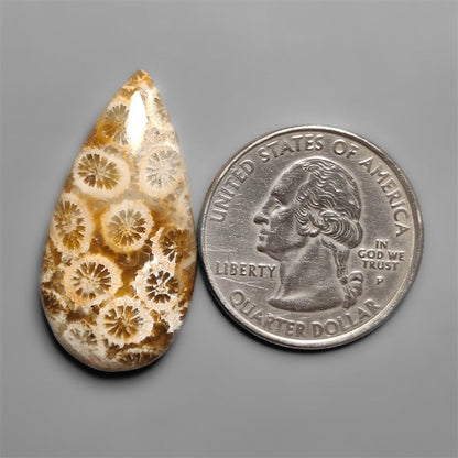 Fossil Coral