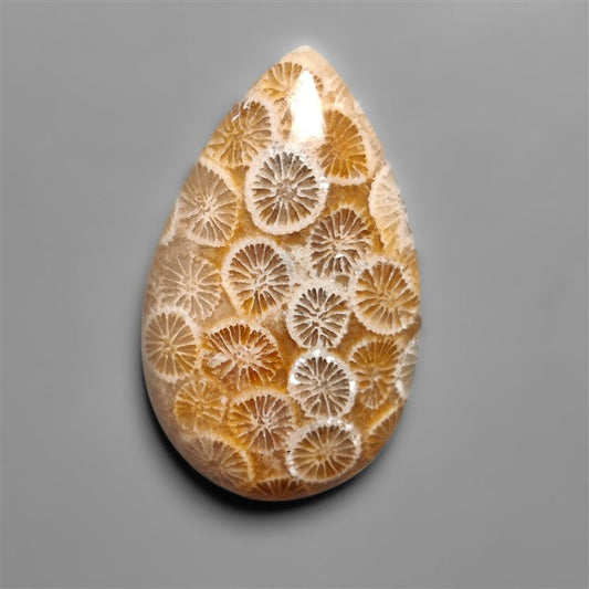 Fossil Coral