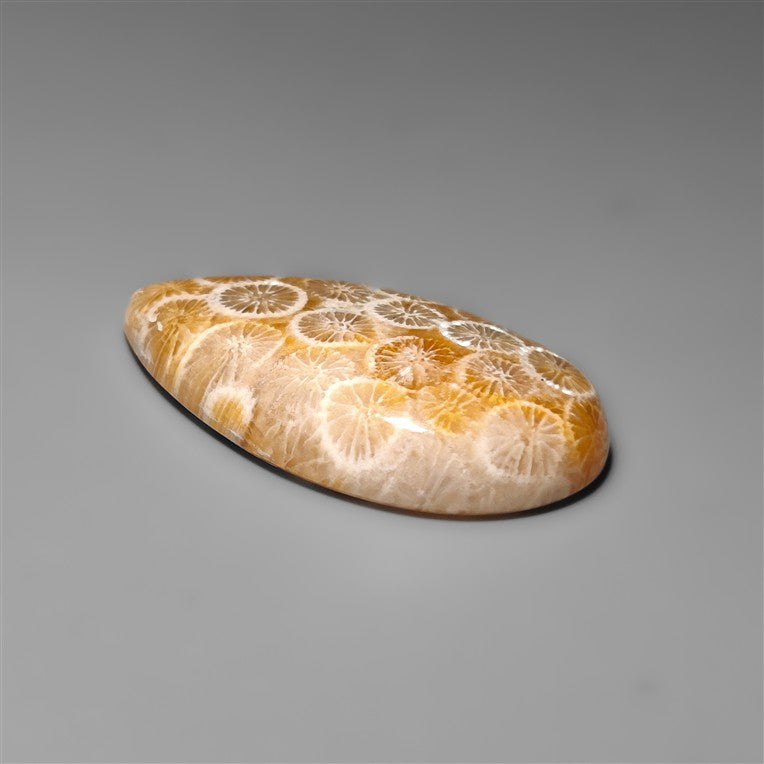 Fossil Coral