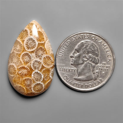 Fossil Coral