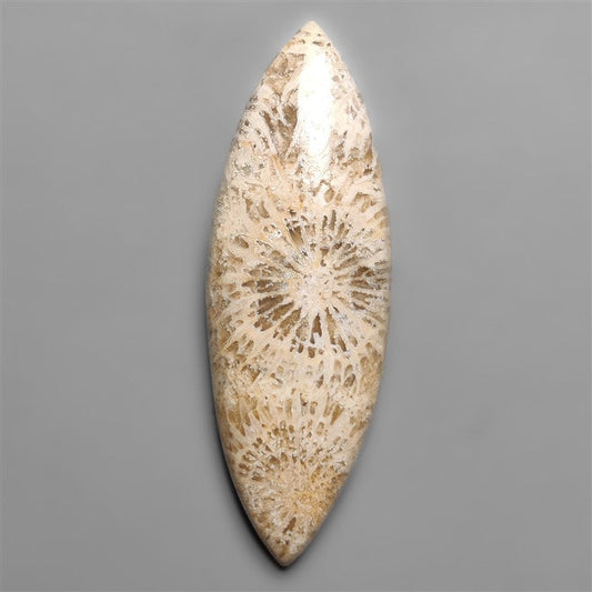 Fossil Coral