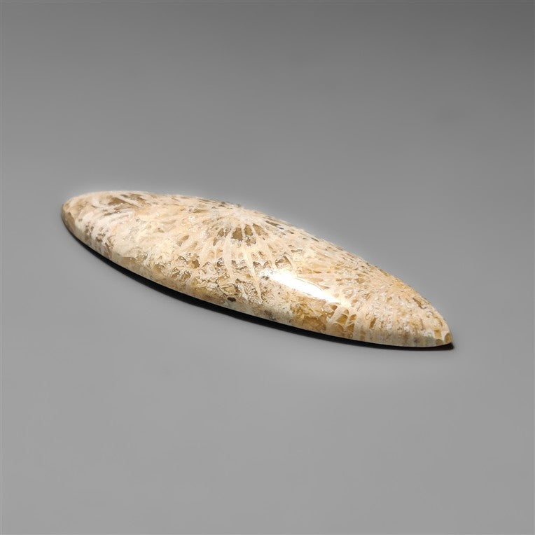 Fossil Coral