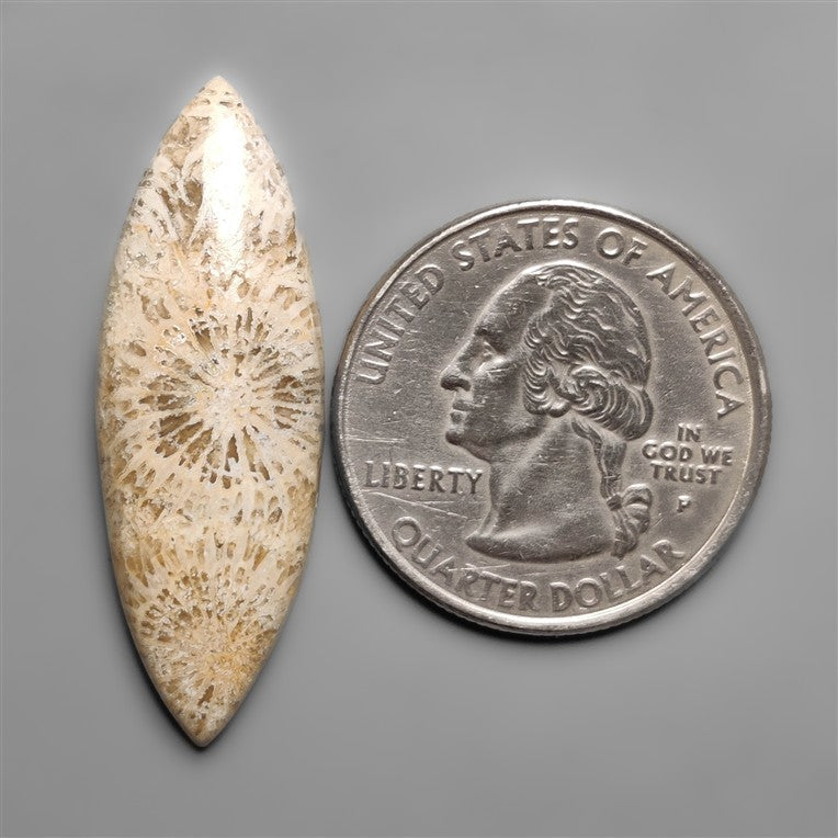 Fossil Coral