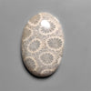 Fossil Coral