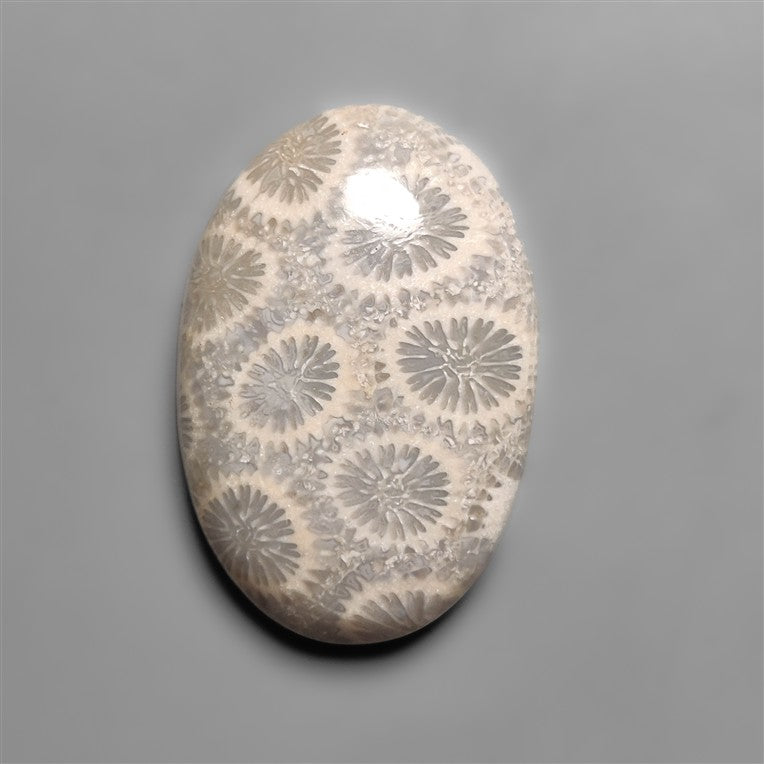 Fossil Coral
