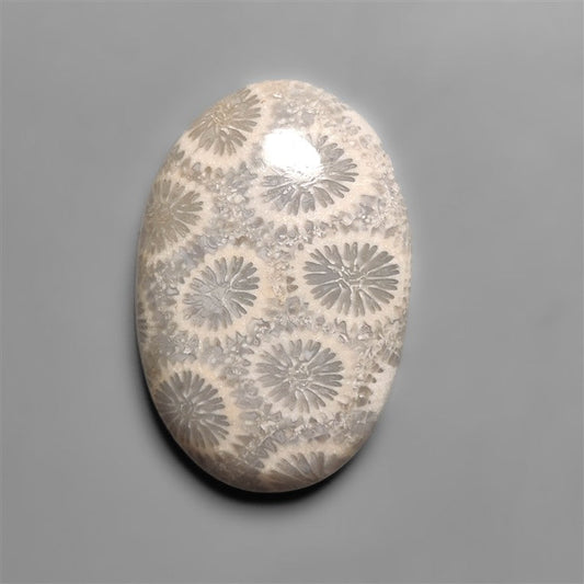 Fossil Coral