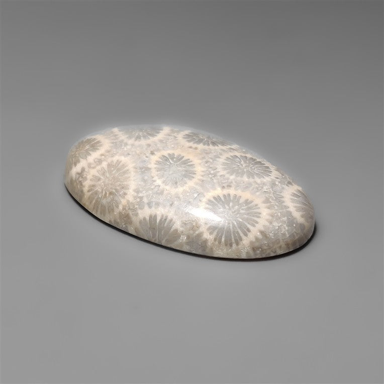 Fossil Coral