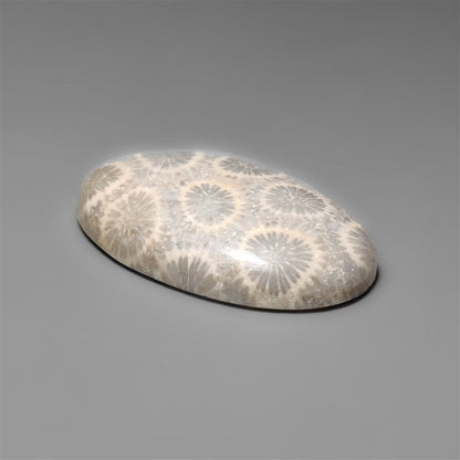 Fossil Coral