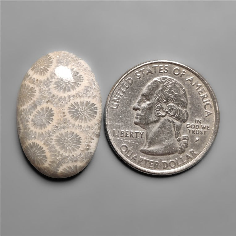 Fossil Coral