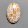 Fossil Coral