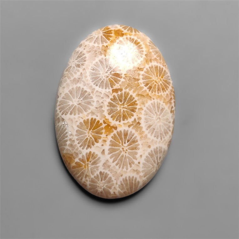 Fossil Coral