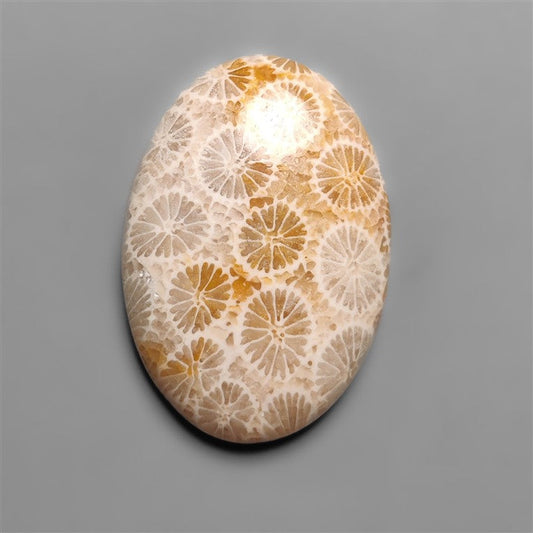 Fossil Coral