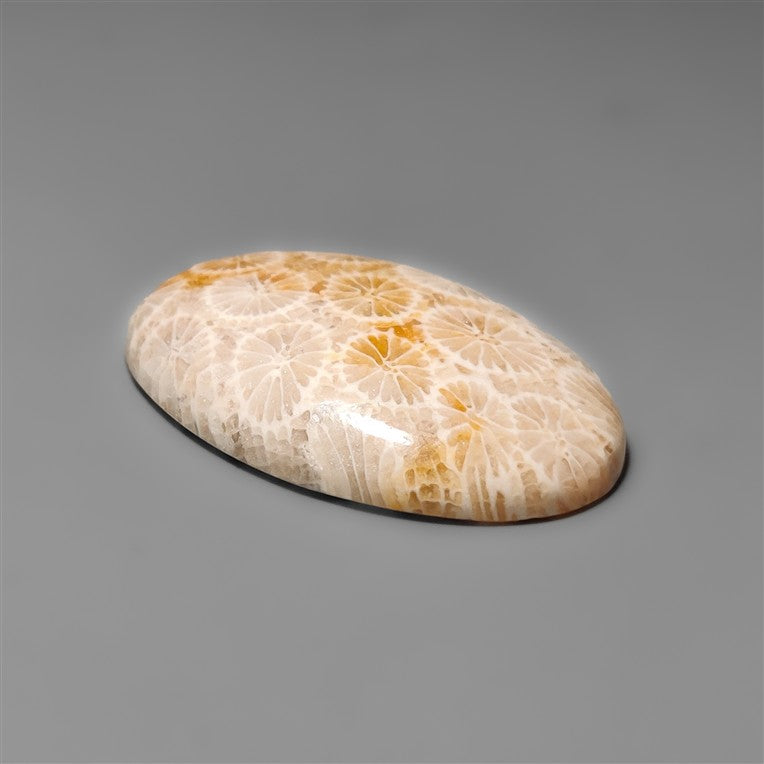 Fossil Coral