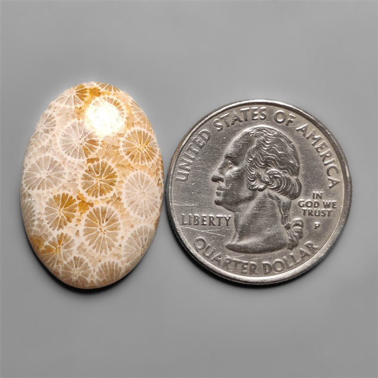 Fossil Coral