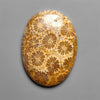Fossil Coral