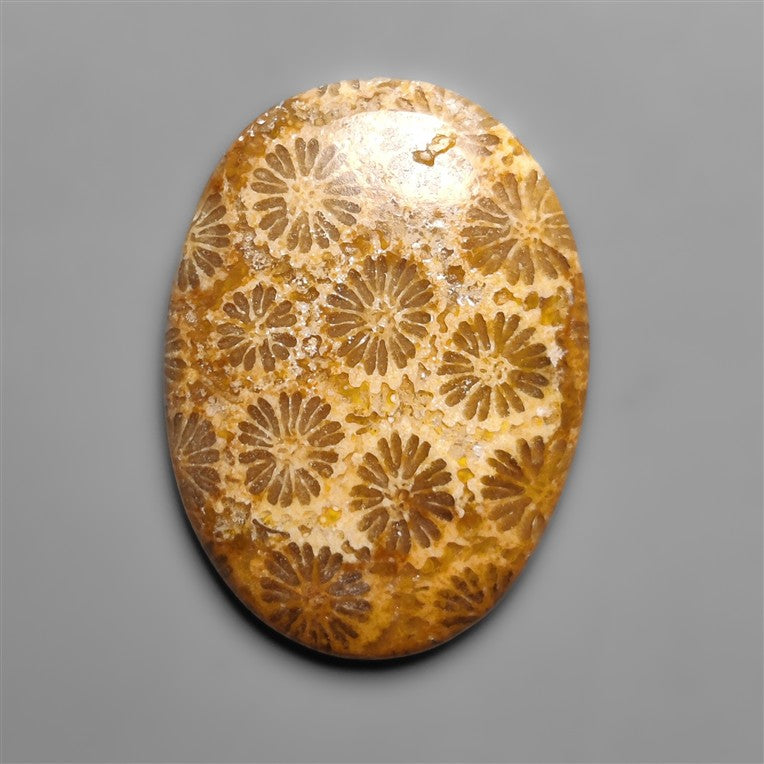 Fossil Coral
