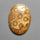 Fossil Coral