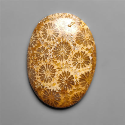 Fossil Coral