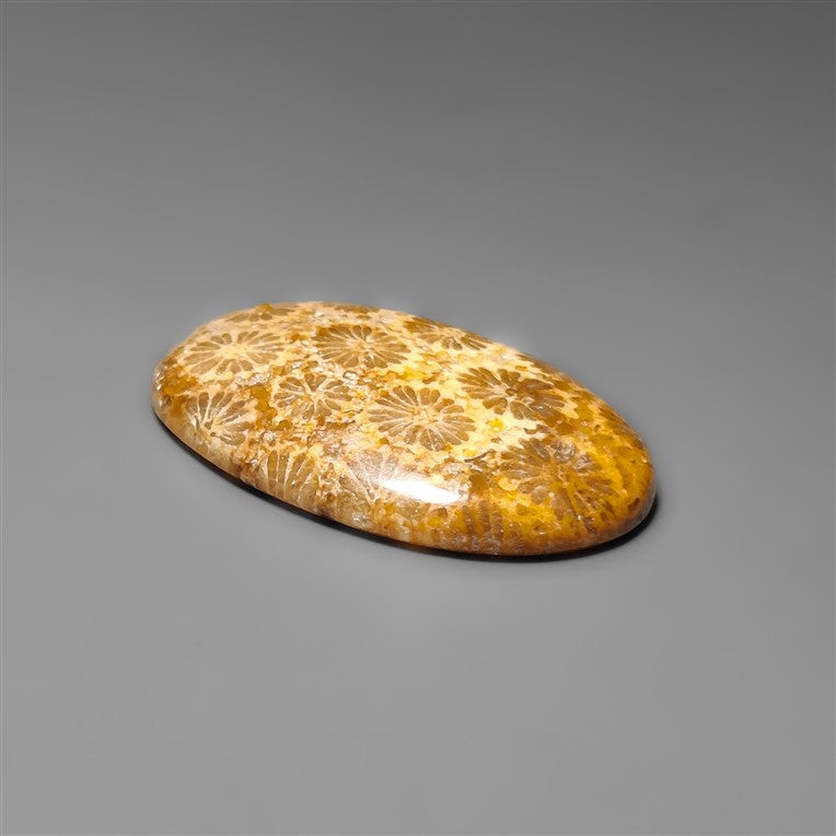 Fossil Coral