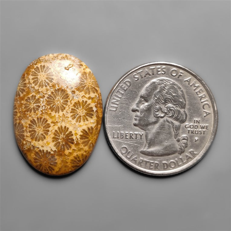 Fossil Coral