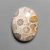Fossil Coral