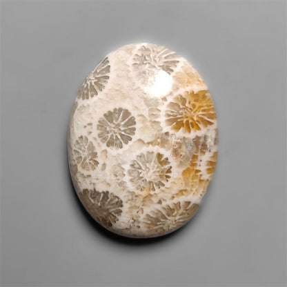 Fossil Coral