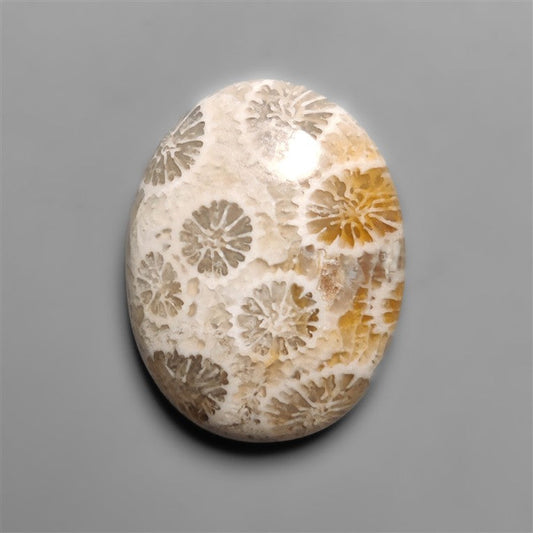 Fossil Coral