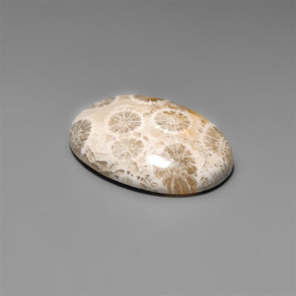 Fossil Coral