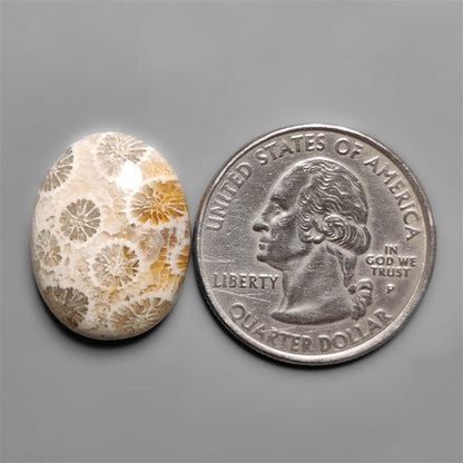 Fossil Coral
