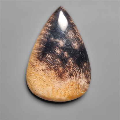 Palmroot