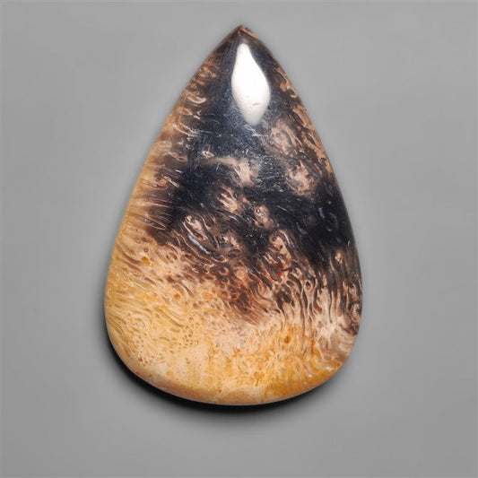 Palmroot