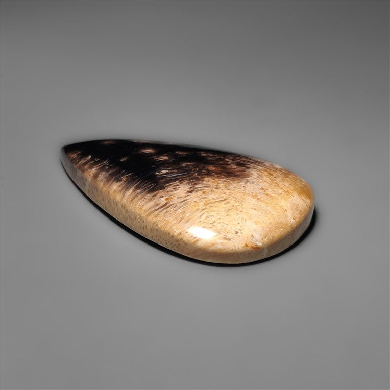 Palmroot