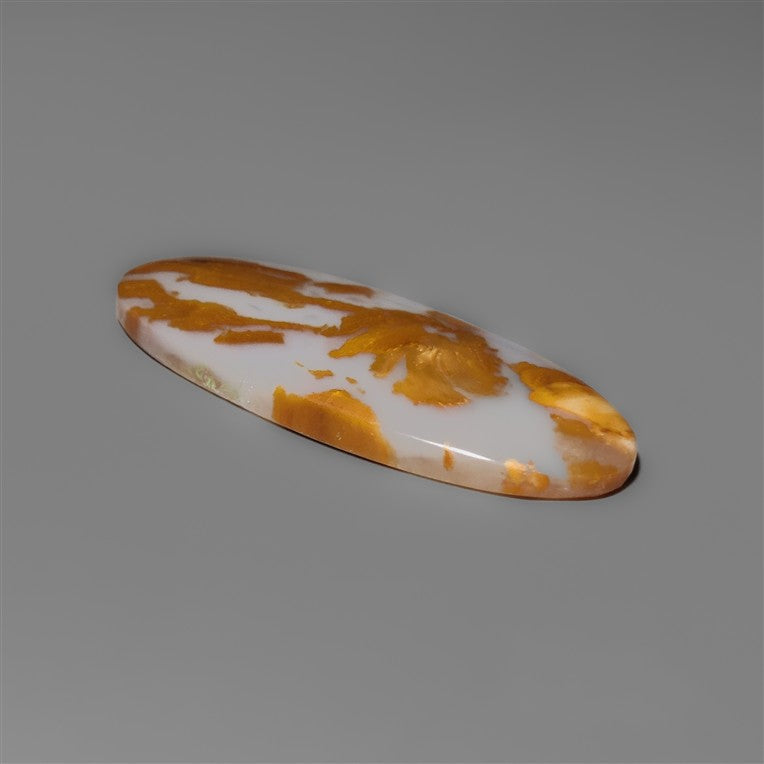 Petrified Wood